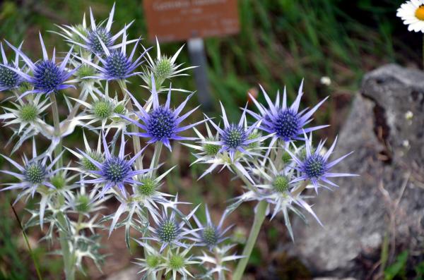 jadrin botanique champex